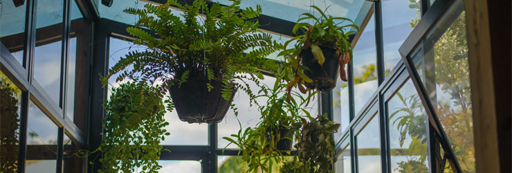 veranda terrasoverkapping planten